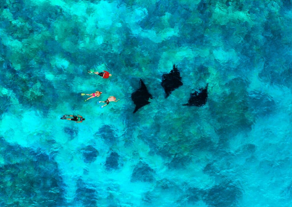 Manta ray snorkelling