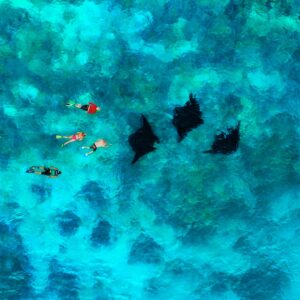 Manta ray snorkelling