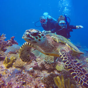 Diving with turtle