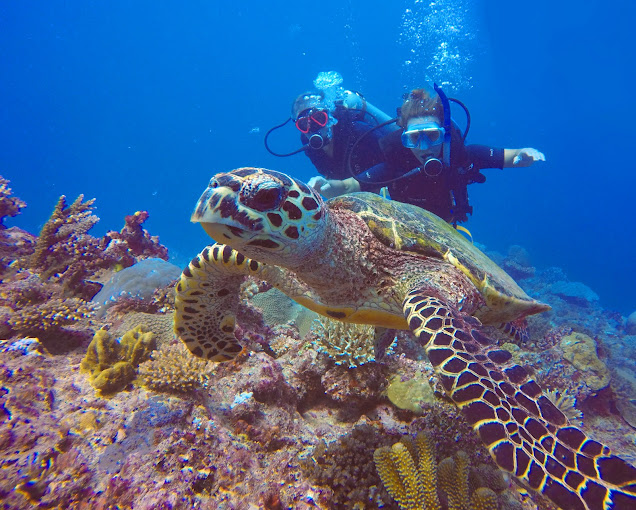 Diving with turtle