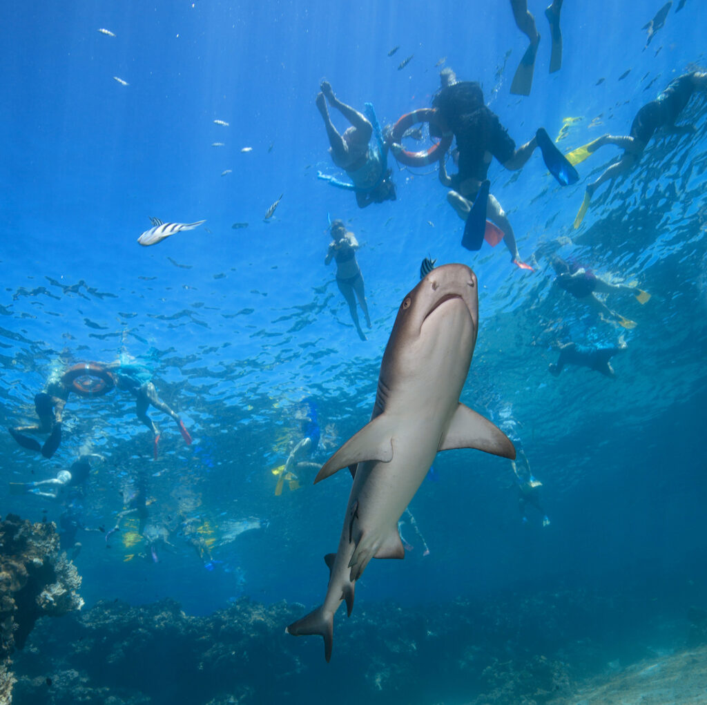 Snorkelling with sharks