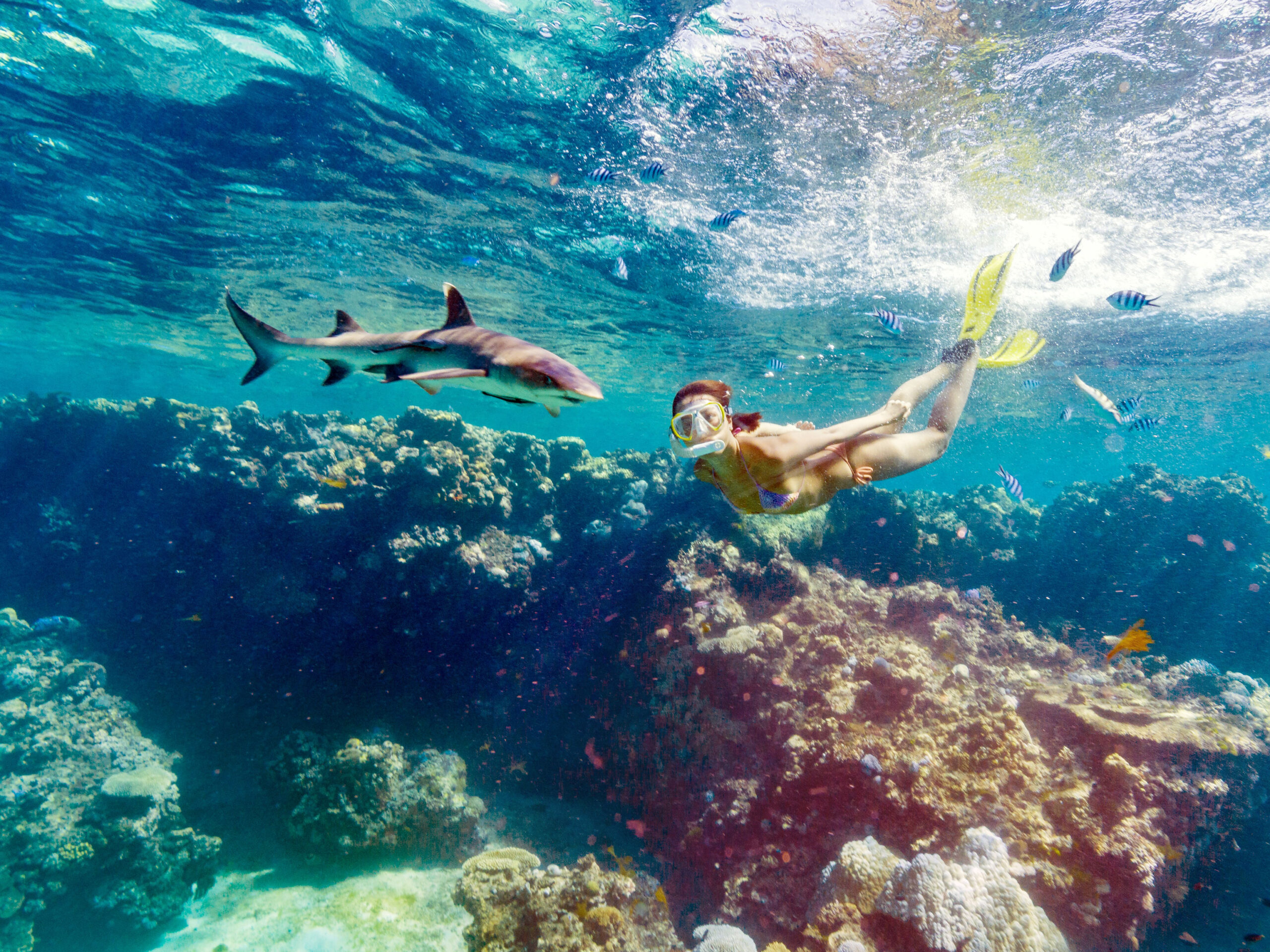 Snorkel with sharks experience