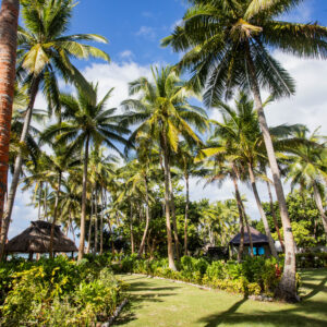 Coconut Beach Resort - trees